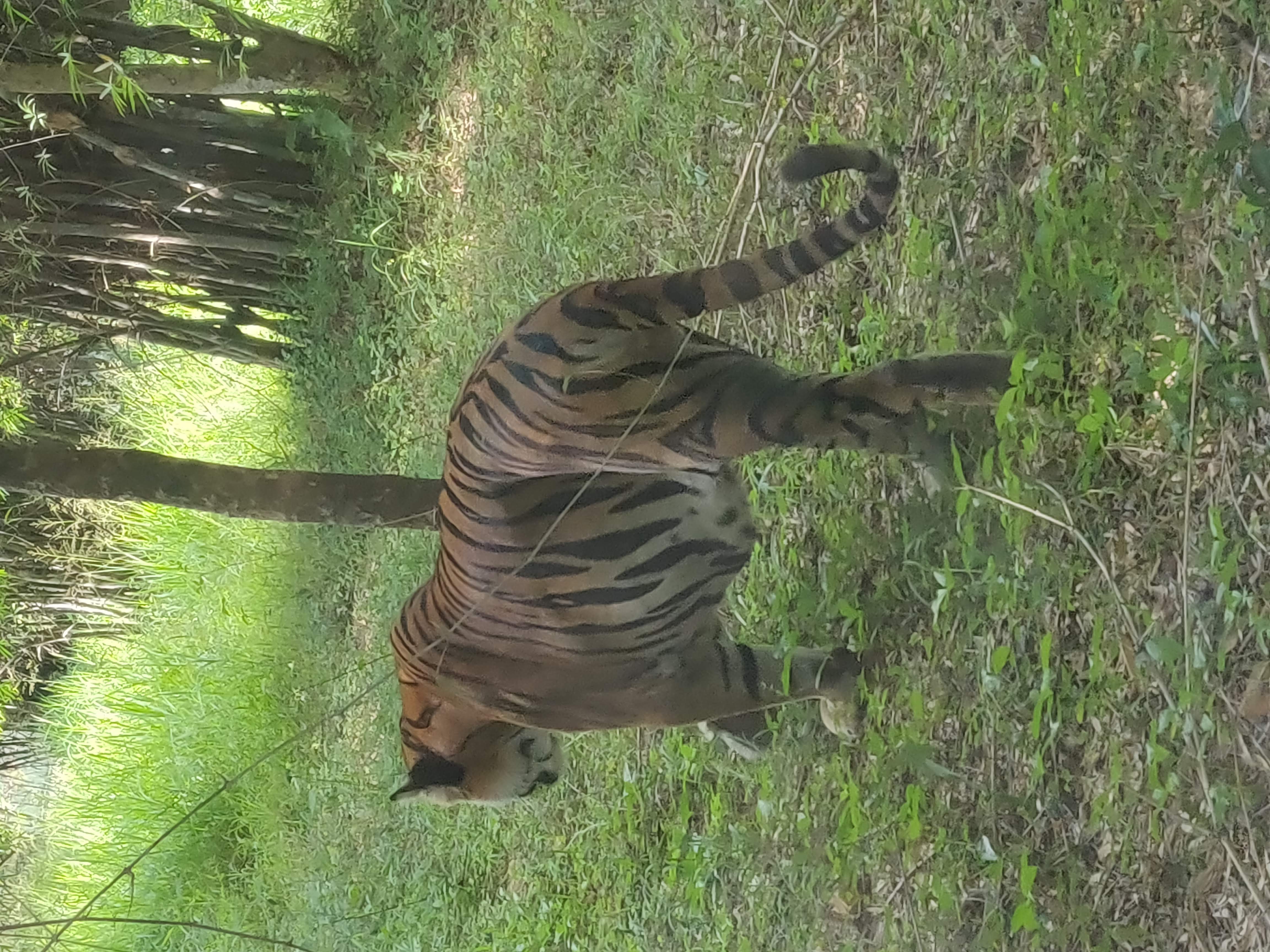 Tiger Safari